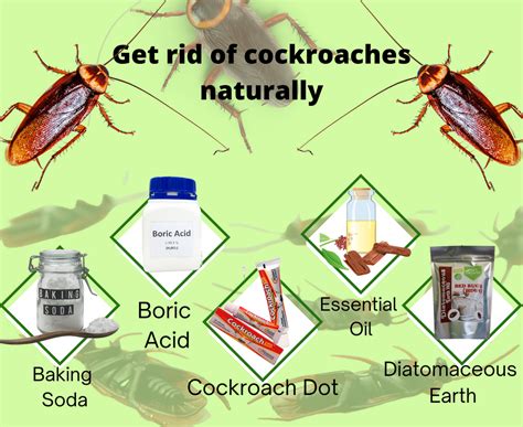 Best Producthome Remedies To Get Rid Of A Roach Infestation