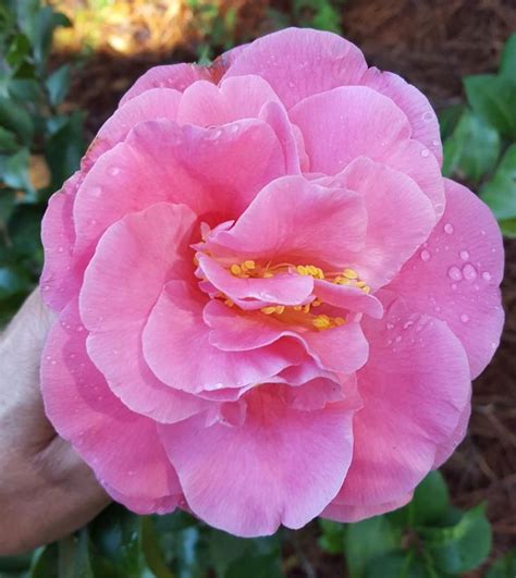 Betty Sheffield Pink Camellia Japonica Camellia Flowers Pink