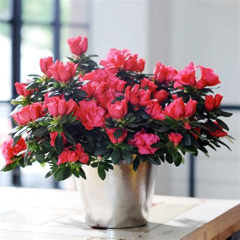 Azalea japonica, or japanese azalea, is a magnificent evergreen flowering heath shrub of small size. Azalea japonica - planting, pruning, soil, care and tips ...