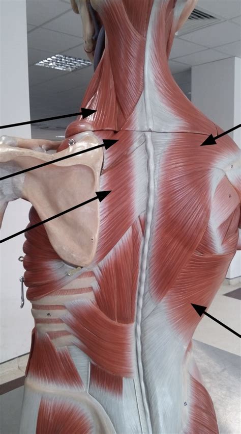 The Suboccipital Region And Deep Muscles Of Back Diagram Quizlet