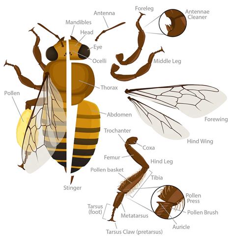 Anatomy Of The Bee