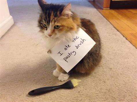 112 Hilarious Cat Shaming Photos Always Pets