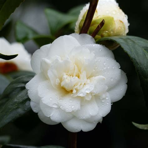 Camélia Nobilissima Camellia Japonica à Fleurs Blanches Et Doubles