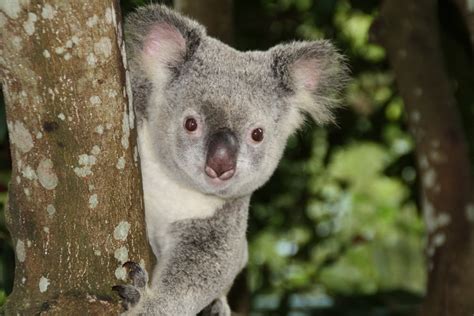 무료 이미지 야생 생물 동물원 포유 동물 주머니쥐 동물 상 오스트레일리아 척골가 있는 코알라 유대 동물