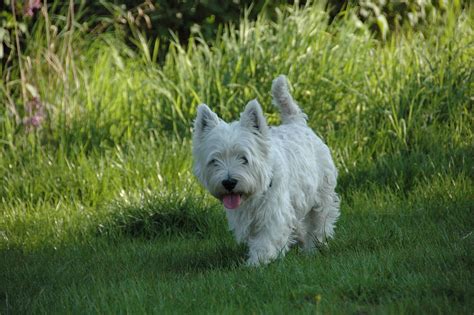 We are a holistic and traditional veterinary practice which means we are able to help all types of pet owners with a variety of medical options. Advanced Vet Care