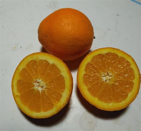 Oranger Navelina Citrus Sinensis Pg Pt Ø 4 Litres