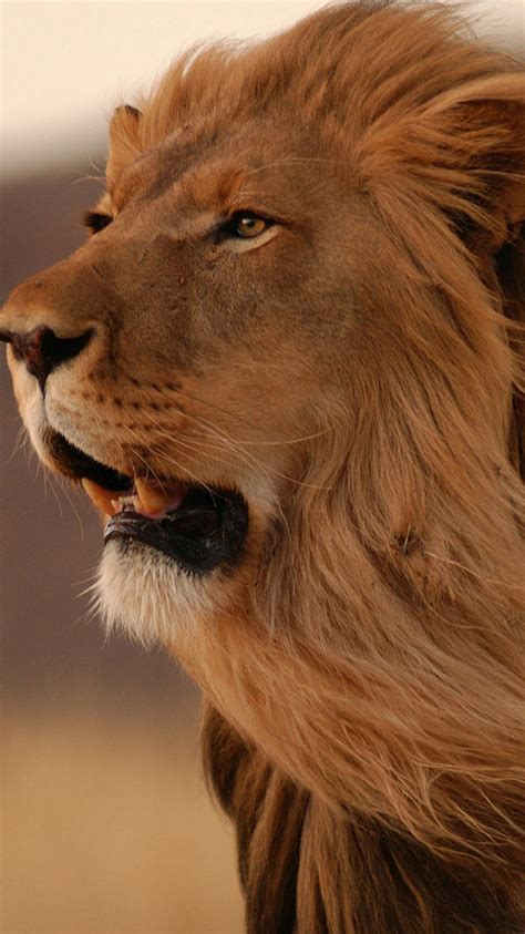 Lion iPhone 6 Wallpaper - WallpaperSafari Iphone wallpapers for iphone 12, iphone 11, iphone x, iphone xr, iphone 8 plus high quality wallpapers 'fire and ice' poster print by jonas jödicke | displate.