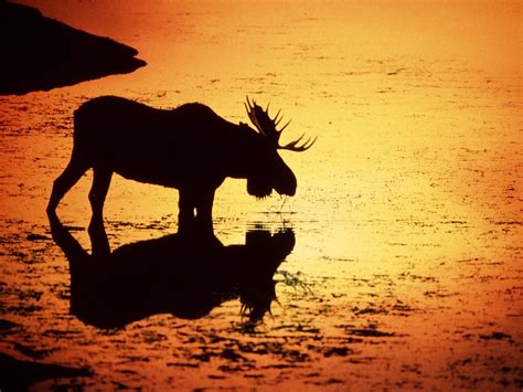 We did not find results for: sunset silhouette-Wyoming moose | Moose pictures, Moose silhouette, Animal silhouette