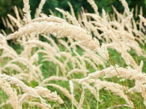 Care Of Korean Feather Reed Grass A Guide To Growing Korean Feather Grass