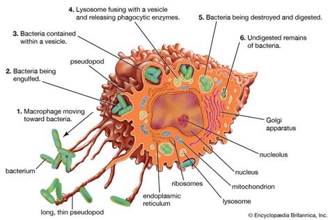 Mononuclear Phagocyte System Physiology Britannica