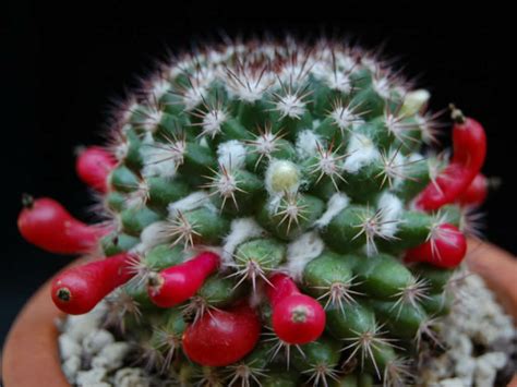 Cactus potting mix come in large bunches with bright colors. Mammillaria mammillaris (Woolly Nipple Cactus) | World of ...