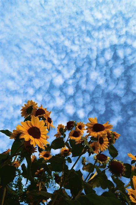 Sunflower Yellow Tumblr Aesthetic Wallpapers Top Free Sunflower