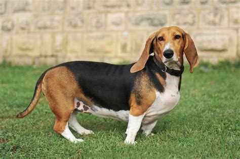 Basset Hound Information Dog Breeds At Dogthelove