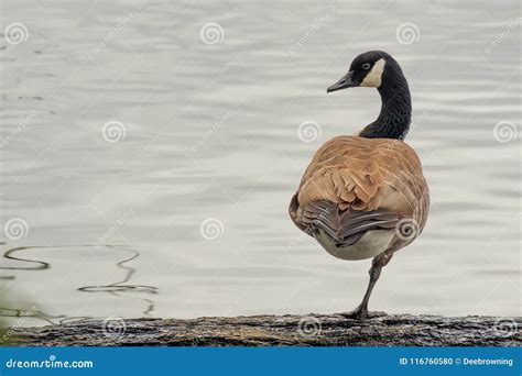 Canada Goose Stands On A Log On One Leg Stock Photo Image Of Branta