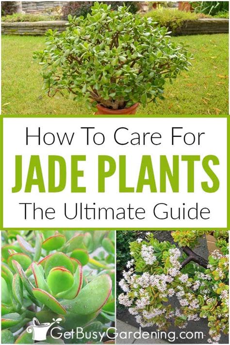 Jade plants (crassula ovata or c. Jade Plant Care Tips (How To Grow & Take Care Of A Jade ...
