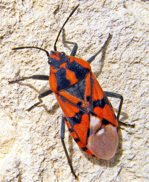 Red Soldier Bug Free Stock Photo Public Domain Pictures