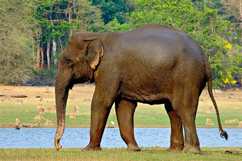 Picture 7 Of 12 Indian Elephant Elephas Maximus Indicus Pictures