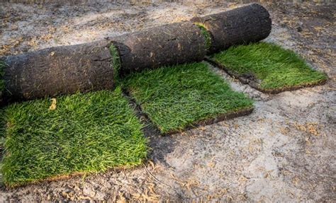 Grass Turf In Rolls Ready To Be Used For Gardening Or Landscaping