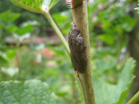 Your tiesa fruit egg fruit stock images are ready. Christina's Garden: apple trees and caterpillars