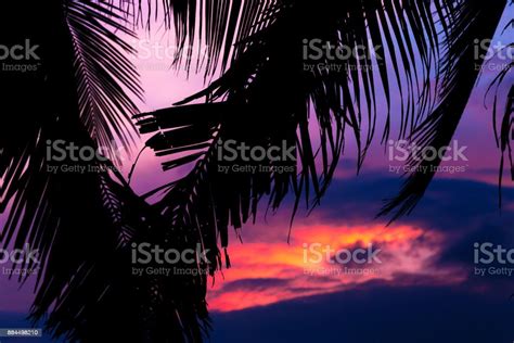 Asian Tropic Exotic Sunset Near Palms And Sea Beach Stock Photo
