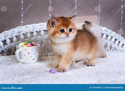 32 Golden British Shorthair Pisco Cat Furry Kittens