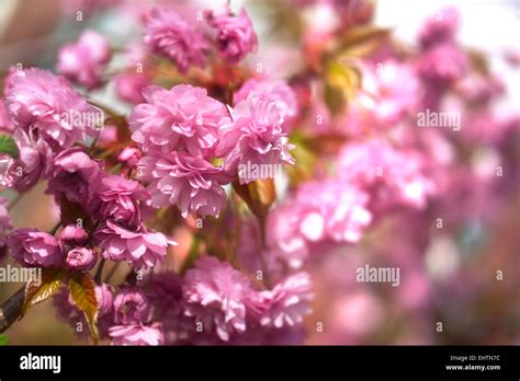 Pink Spring Blossom Stock Photo Alamy