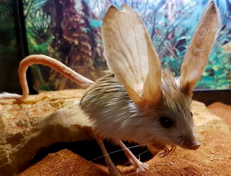≡ 9 Cutest Animals With Gigantic Ears Brain Berries