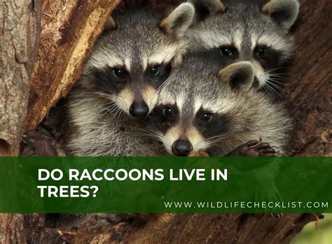 Do Raccoons Live In Trees And Why They Do Wildlife Checklist