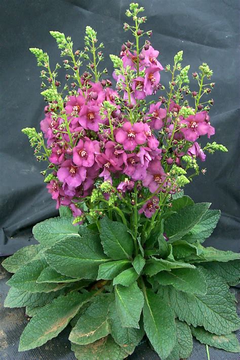 Verbascum ‘plum Smokey Terra Nova Nurseries Inc