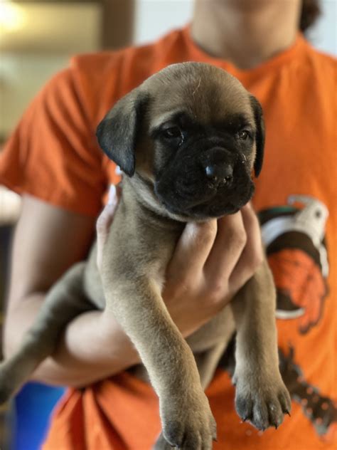 Akc german shepherd puppies rochester ny black german shepherd puppies albany ny german shepherd puppies for sale syracuse new york long haired german shepherd puppies upstate ny. English Mastiff Puppies For Sale | Rochester, NY #343311