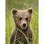 Brown Bear Cubs  Photo Blog Niebrugge Images