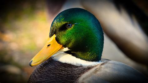 15 Types Of Ducks In Florida Beautiful Pictures Birds Advice