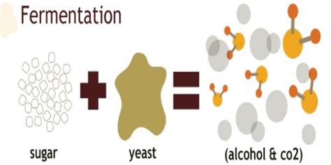 In food science, fermentation may mean: Fermentation - Assignment Point