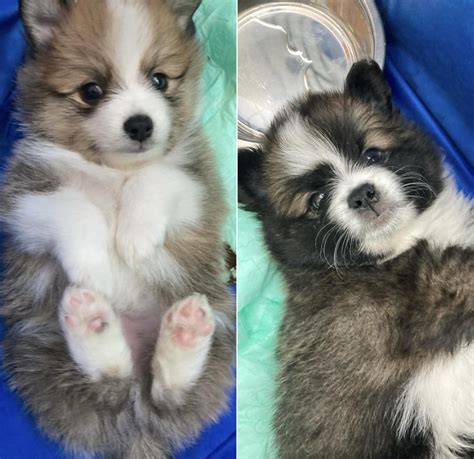 pomeranian mini aussie mix brothers they are 5 weeks old and growing fast aww
