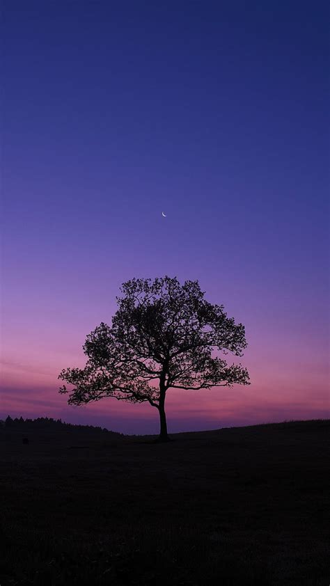 Lonely Tree On A Lonely Night Moon Sky Lonely Nature Cool
