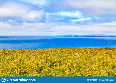 Yellow Flowers In A Farm Feild Over Cliffs Of Moher Stock Photo Image
