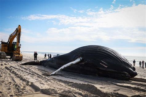 Dead Whales Why Are So Many Whales Getting Stranded On Us Beaches New Scientist