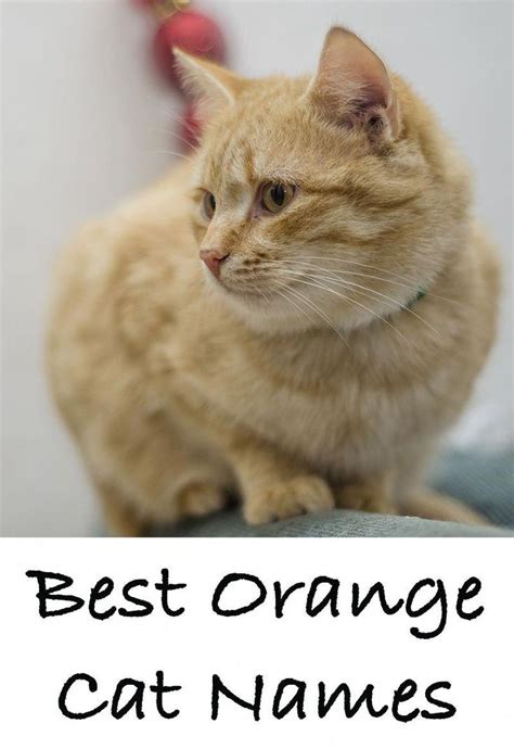 Orange Cat Names 169 Amazing Names For Ginger Kittens