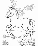 Horse Color Printable Print Honkingdonkey Via Activity sketch template