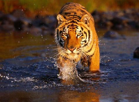 Harimau adalah kucing terbesar di dunia, dengan panjang harimau sekitar 2,5 meter. Gambar: Harimau