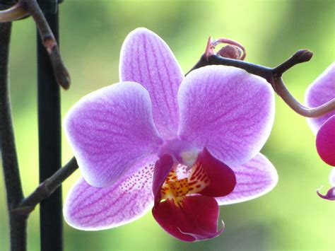 Violet Orchid Blossom Close Free Image Download