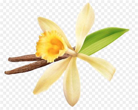 Antaranya, keburukan buah pinggang dan sistem saraf, kulit ruam dan inflasi serta kegatalan. Es Krim, Flatleaved Vanili, Vanili gambar png