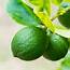 MarketSimple  Seedless Lime A Special Kind Of Fruit From Vietnam