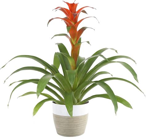 Bromeliad Plant Best Indoor Plants That Help You Sleep Popsugar