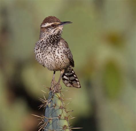 We saw several cactus wren nests ensconced in thorny cacti where no sane coyote, fox, or bear would poke its nose. cactus wren | San Diego Bird Spot