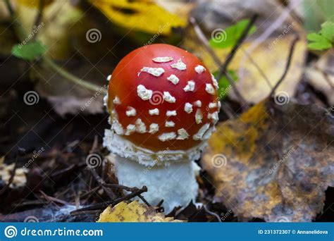 Mushroom Amanita Muscaria A Red Young Mushroom Grows In The Forest In