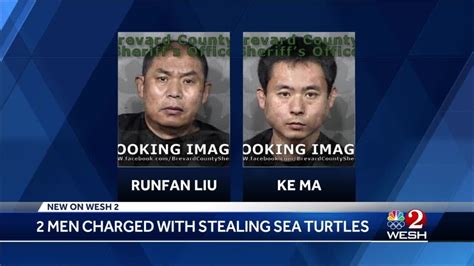 Accused Of Stealing Sea Turtles YouTube