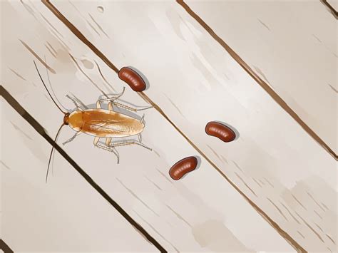 Ways To Identify A Cockroach WikiHow
