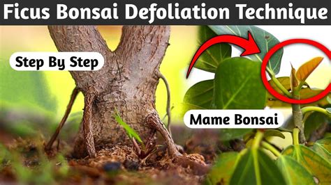 Ficus Bonsai Defoliation Technique When To Cut The Leaves Of The