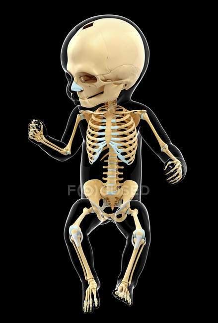 Skeletal System Of Infant — Computer Artwork Skeleton Stock Photo